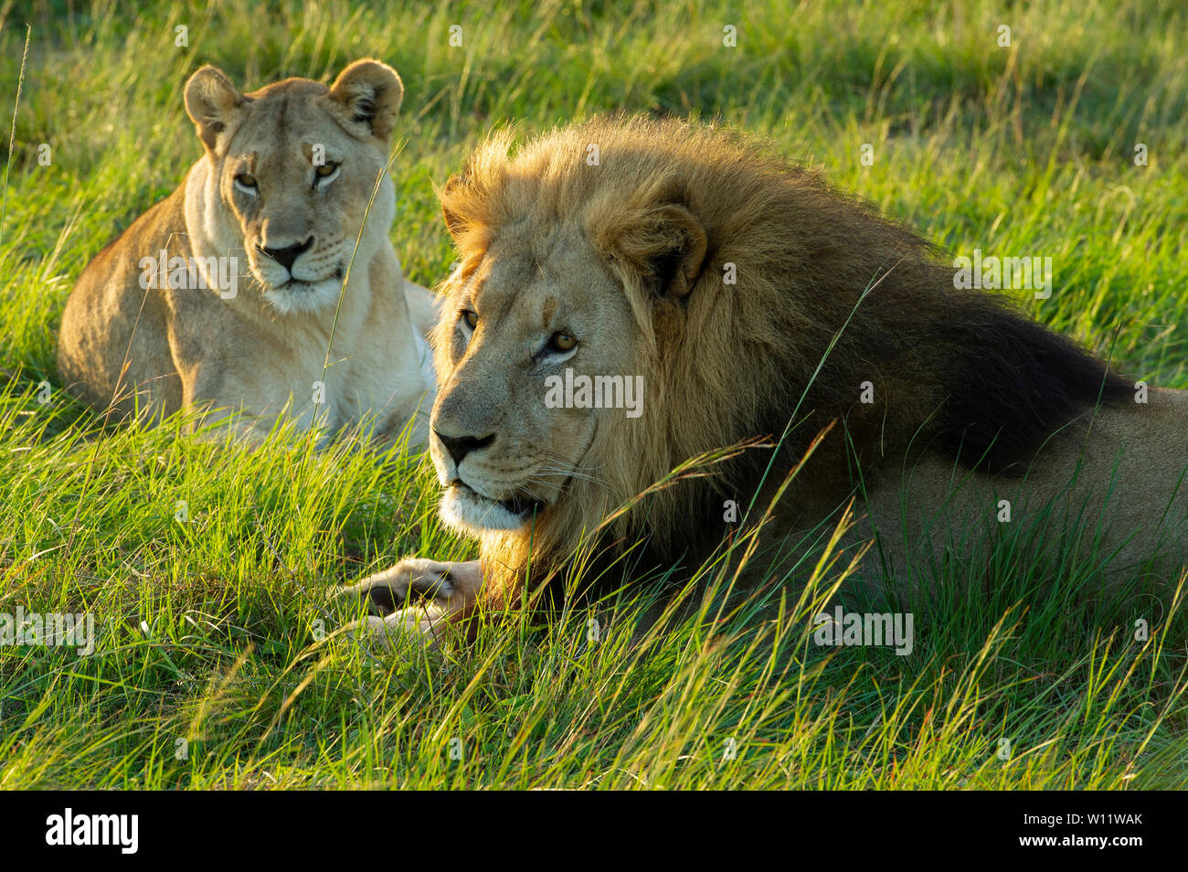 Mating pair lions panthero leo hi-res stock photography and images - Alamy