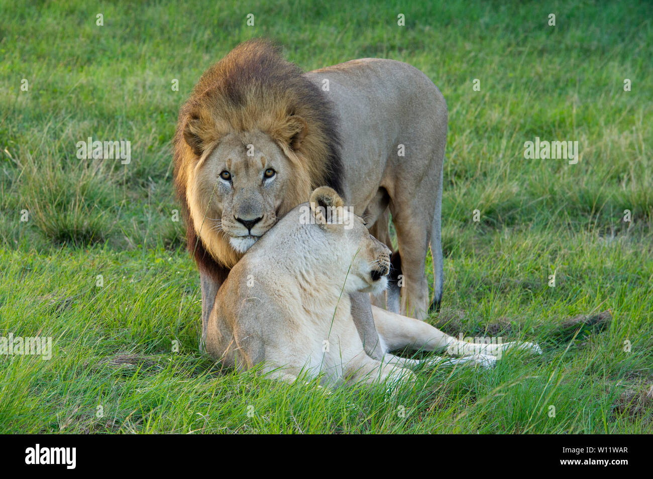 Mating pair lions panthero leo hi-res stock photography and images - Alamy
