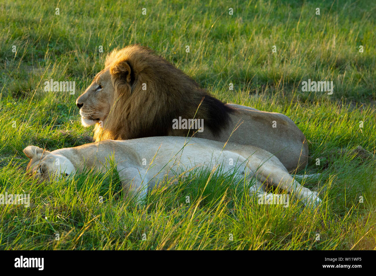 Mating pair lions panthero leo hi-res stock photography and images - Alamy