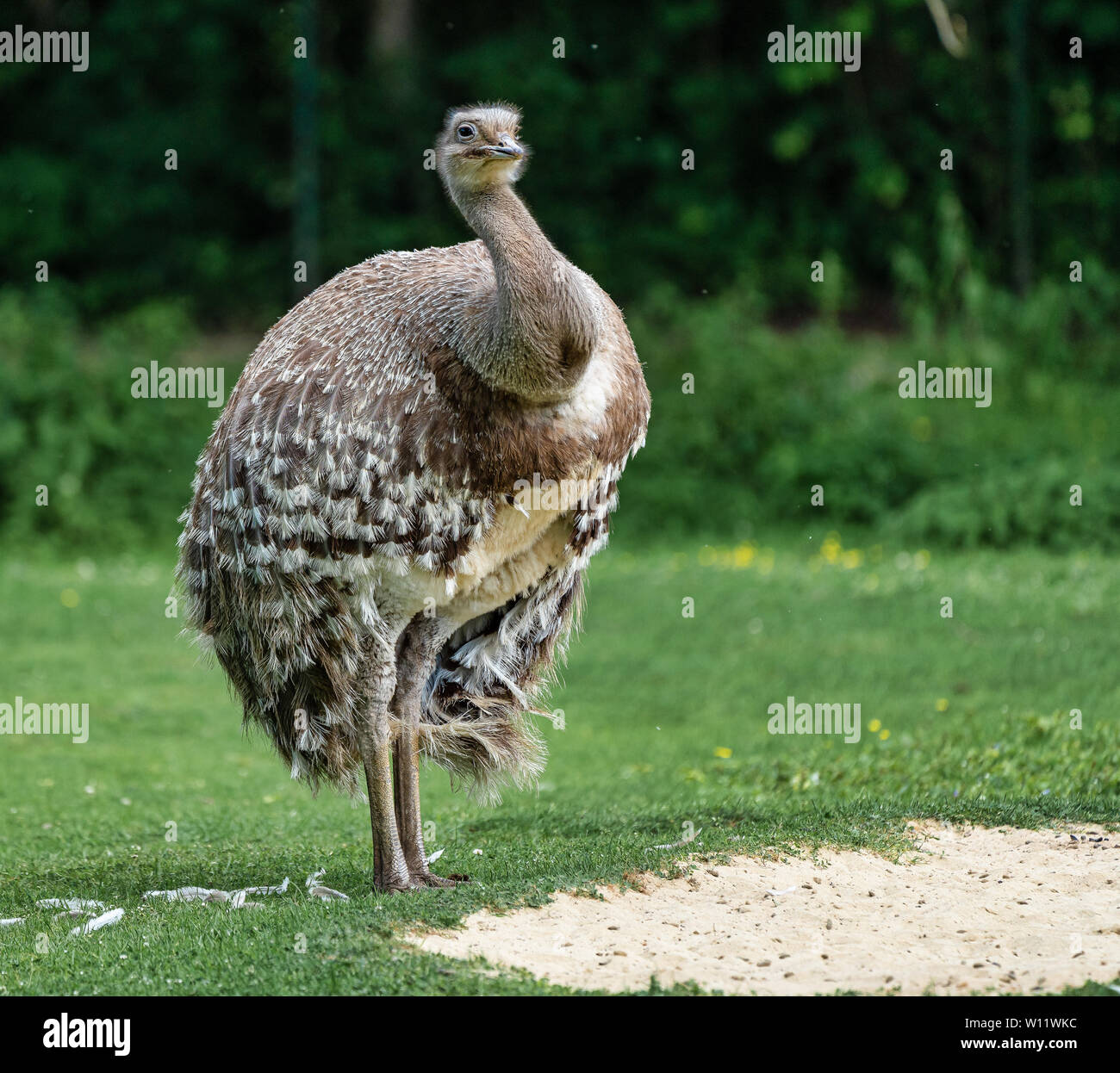 Lesser Rhea Wing Open Darwin's rhea, Rhea pennata also known as the lesser rhea. It is a ...