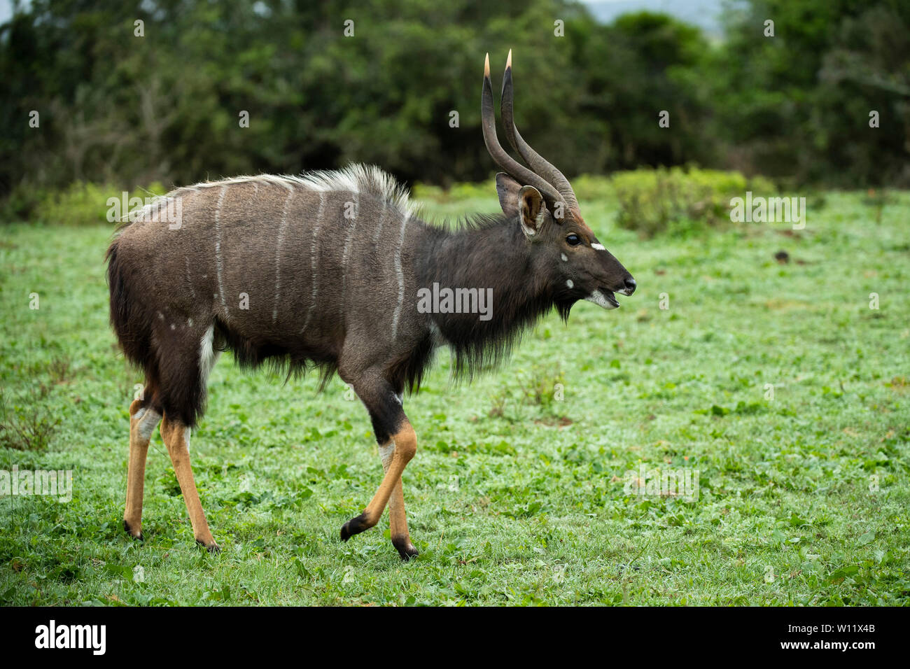 nyala-bull-tragelaphus-angasi-sibuya-game-reserve-south-africa-stock