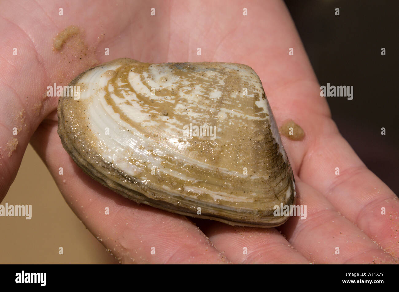 A mussel  dug from the sandy beach is used as bait for fishing along the 75 mile Sandy Highway on Fraser Island, Queensland,Australia. Stock Photo
