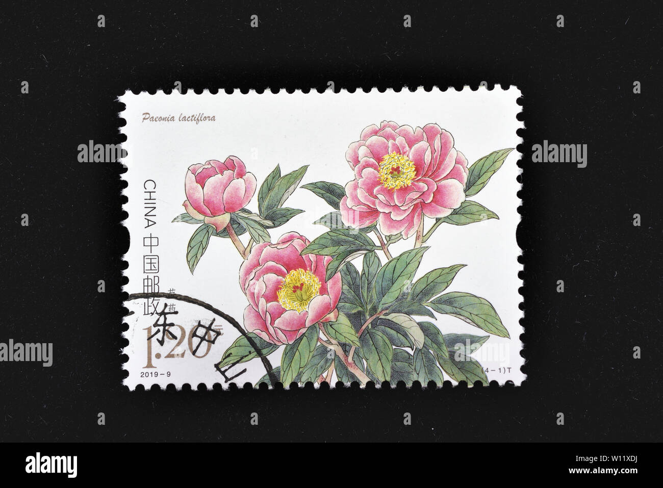 CHINA - CIRCA 2019: A stamps printed in China shows 2019-9 Chinese Herbaceous Peony  (4-3), Paeonia Obovata, 120 fen, 40 * 30 mm, circa 2019 Stock Photo