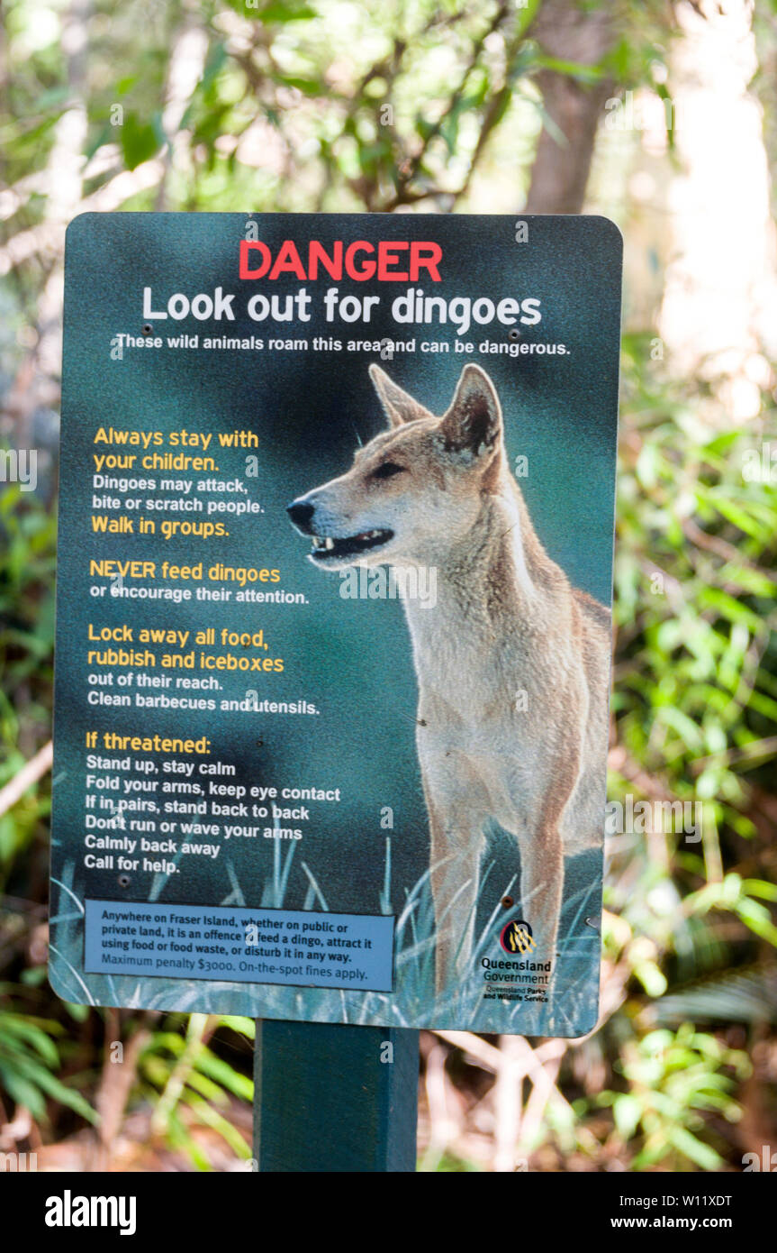 A footpath warning notice, advising visitors on the dangers when confronting Dingoes, They are protective species and live on Fraser Island in Queensl Stock Photo