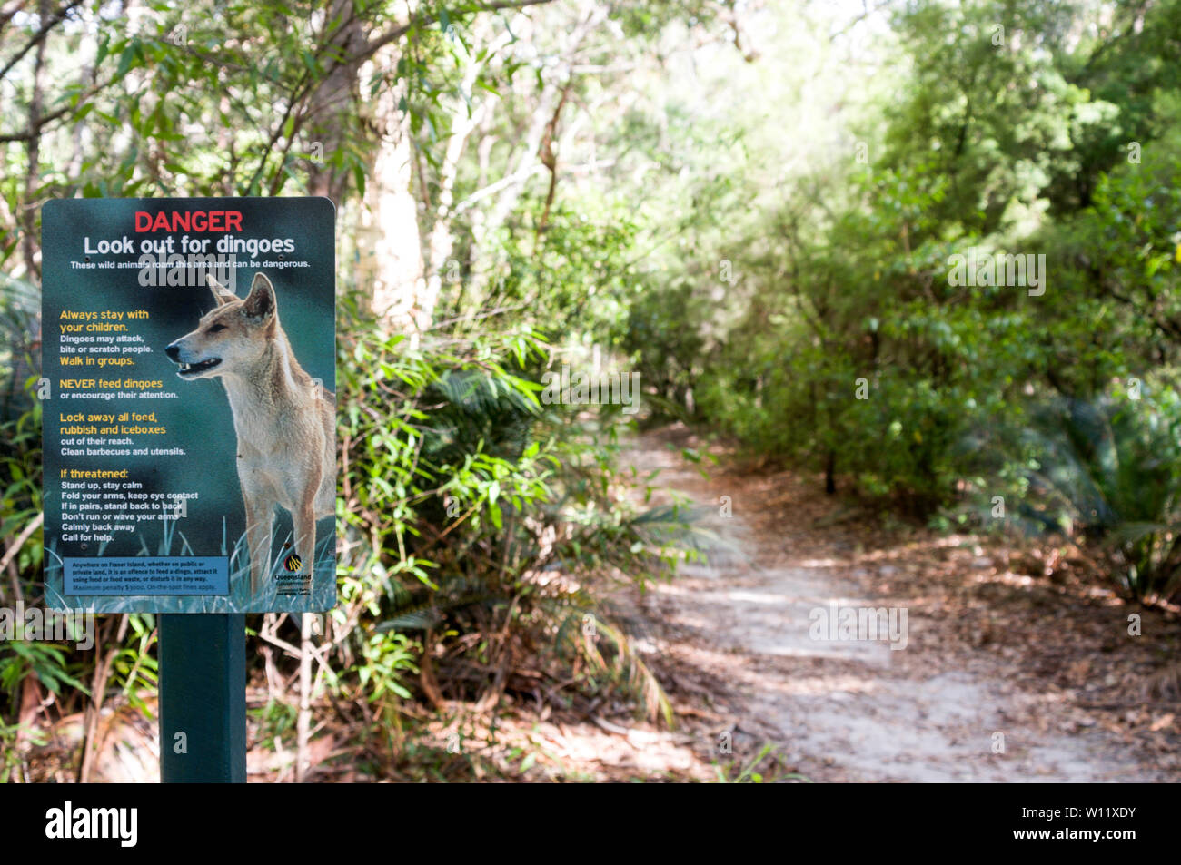 A footpath warning notice, advising visitors on the dangers when confronting Dingoes, They are protective species and live on Fraser Island in Queensl Stock Photo