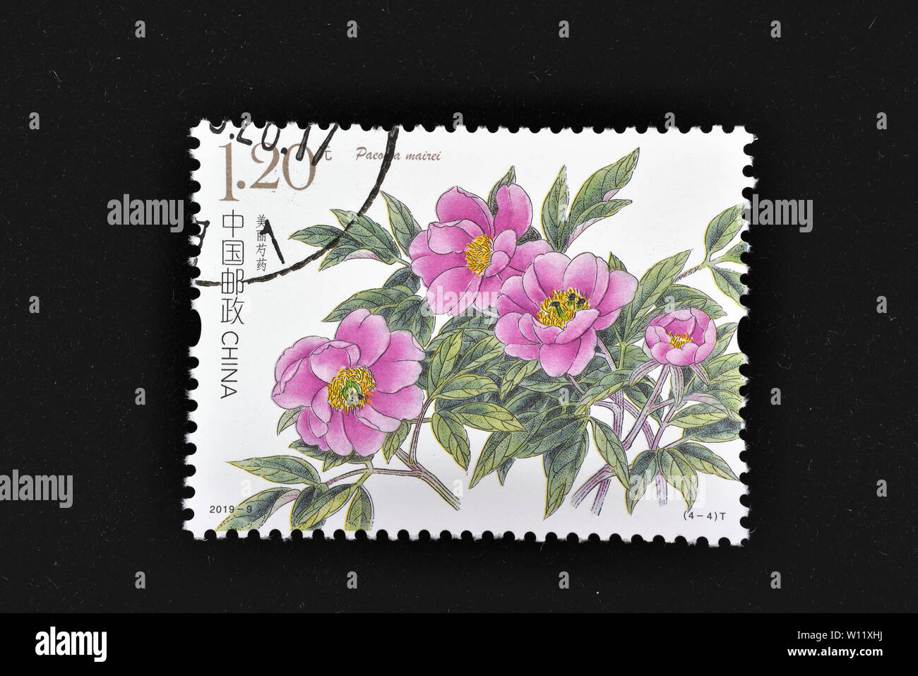 CHINA - CIRCA 2019: A stamps printed in China shows 2019-9 Chinese Herbaceous Peony  (4-3), Paeonia Obovata, 120 fen, 40 * 30 mm, circa 2019 Stock Photo