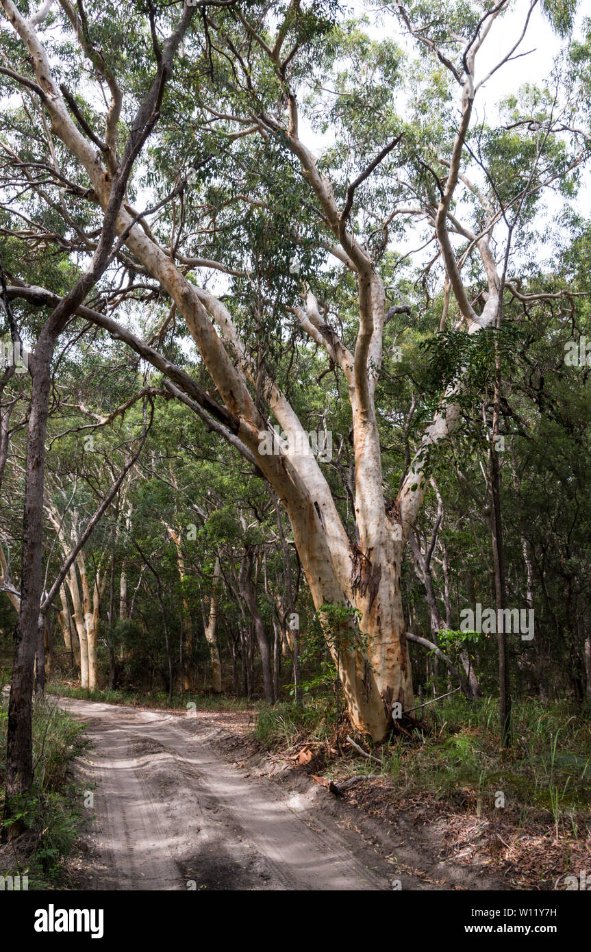 Australian Paperbark trees also called a Melaleuca quinquenervia alongside a vehicle dirt track in the rain forest of Fraser Island in Queensland, Aus Stock Photo