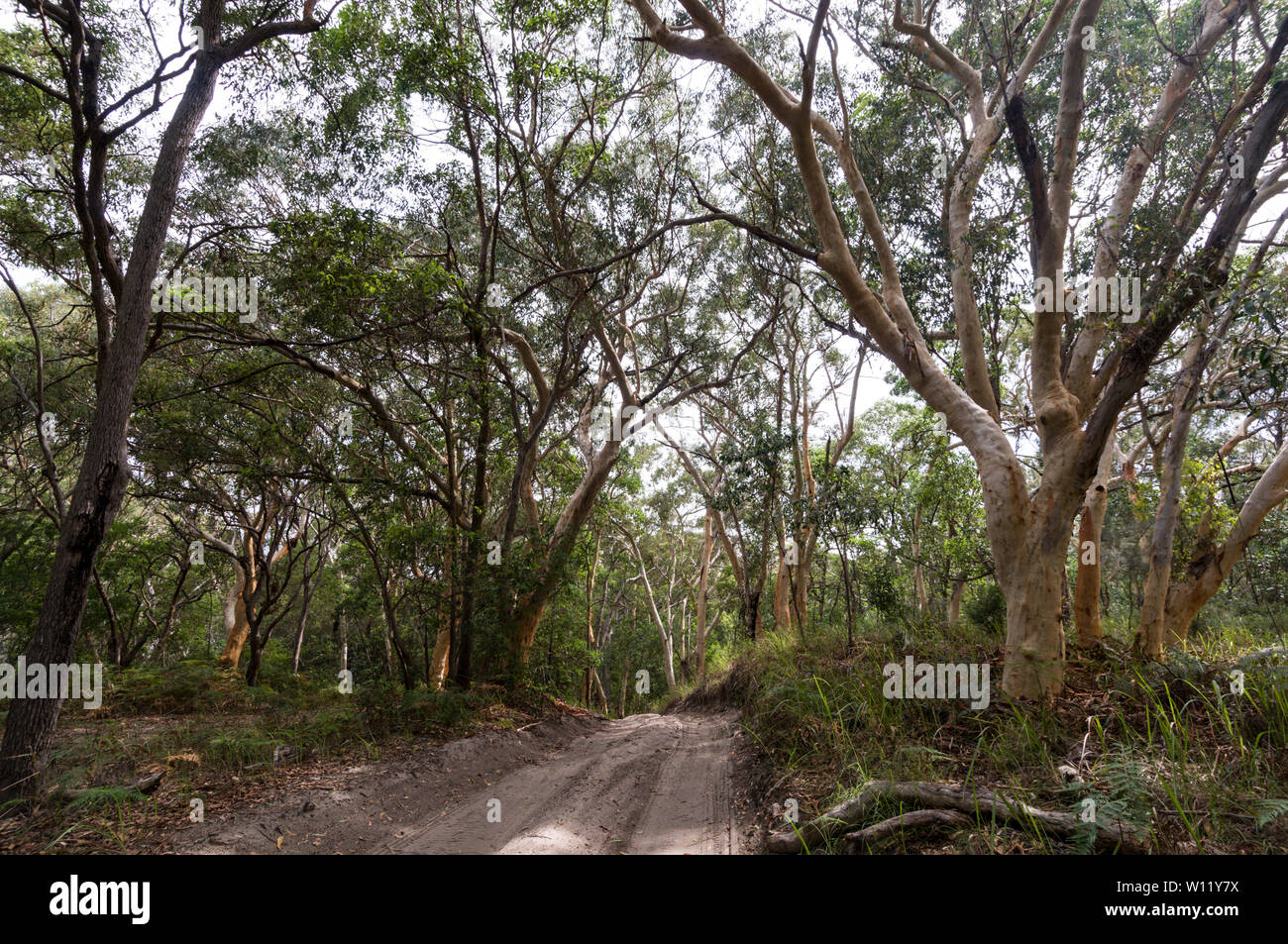 Australian Paperbark trees also called a Melaleuca quinquenervia alongside a vehicle dirt track in the rain forest of Fraser Island in Queensland, Aus Stock Photo