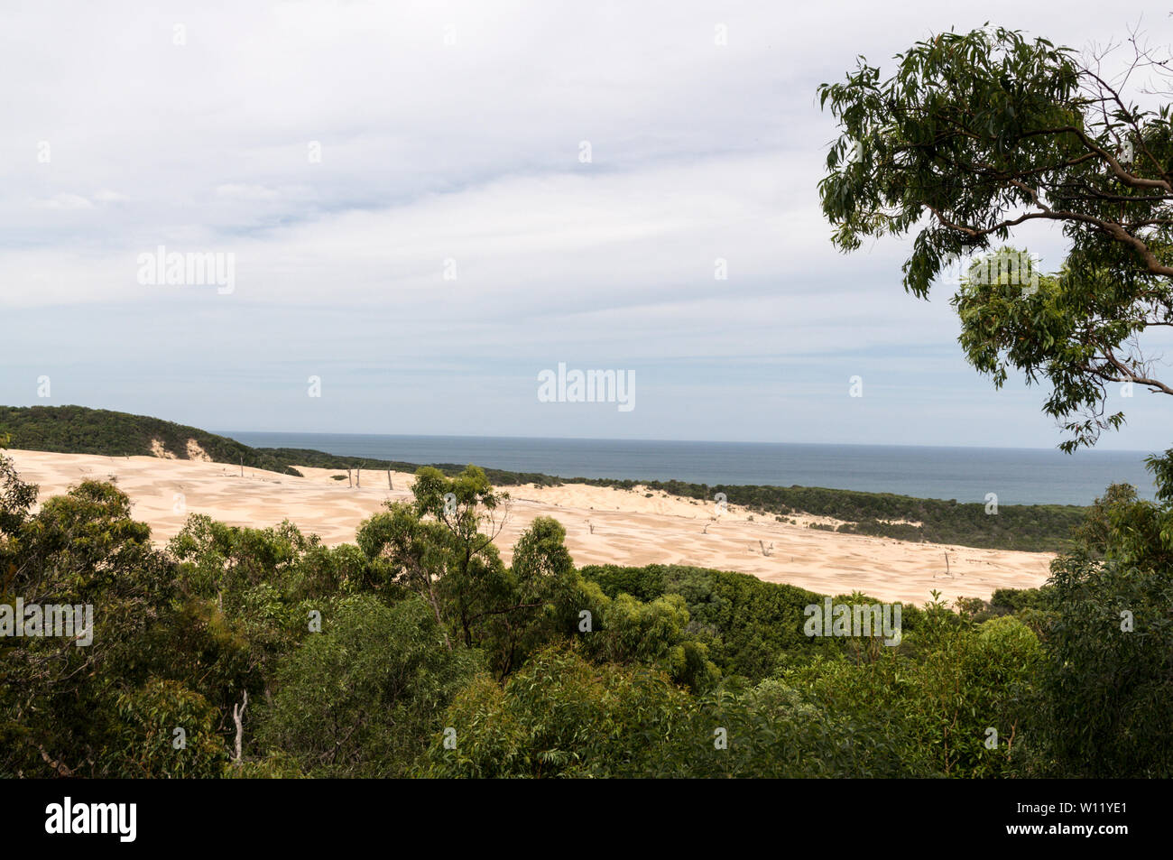 The deep shifting sands of Stonetool Sandblow, is an active mobile blow which covered a forest on the east coast of Fraser Island in Queensland, Austr Stock Photo