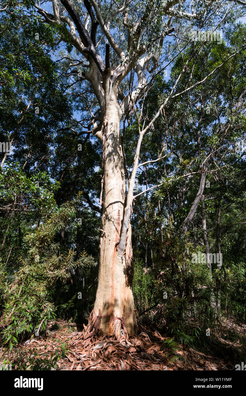 An Australian Paperbark tree, also called a Melaleuca quinquenervia in the rain forest of Fraser Island in Queensland, Australia  Fraser Island is a W Stock Photo