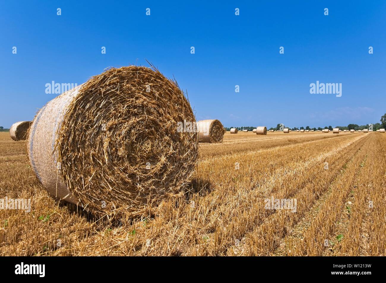 Wheat field after harvest with straw bales. Stock Photo