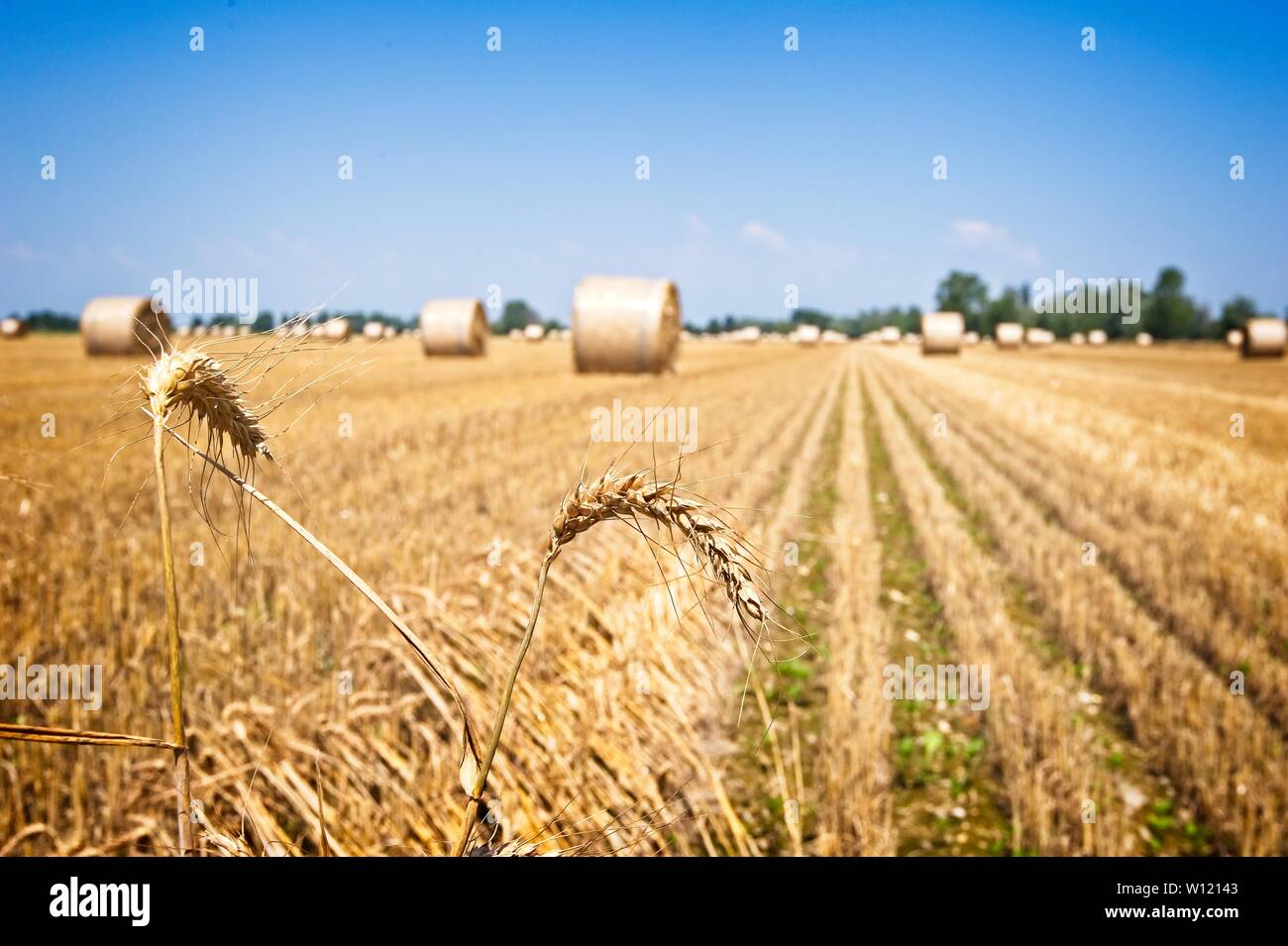 Ear wheat on field after harvest with straw bales. Stock Photo