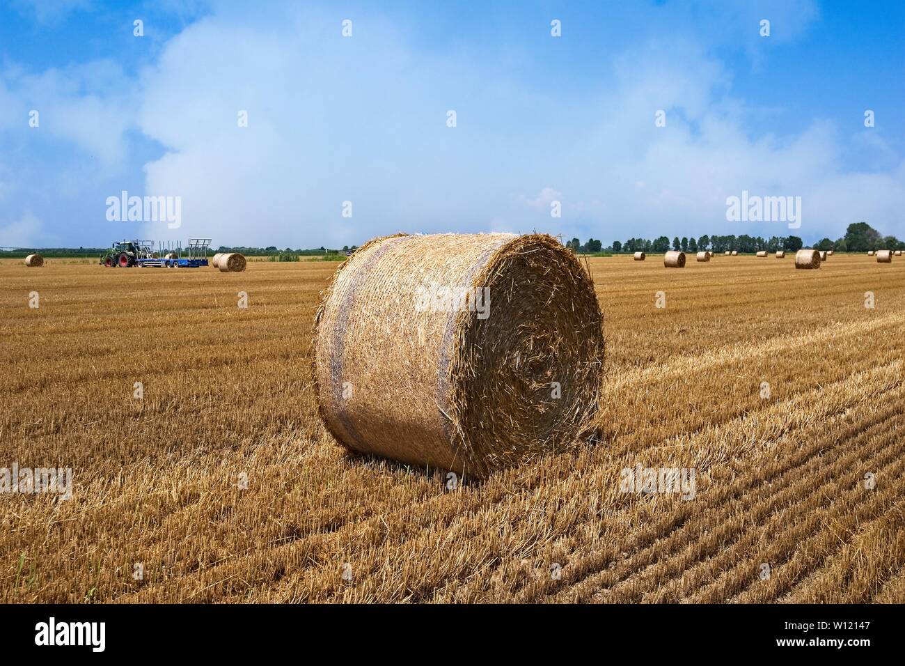 Wheat field after harvest with straw bales. Stock Photo