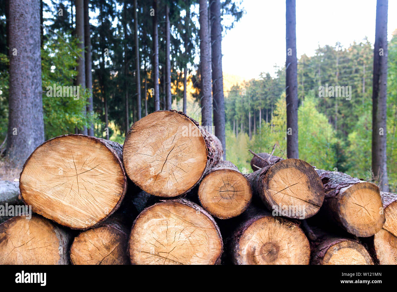timber in the forest background Stock Photo - Alamy