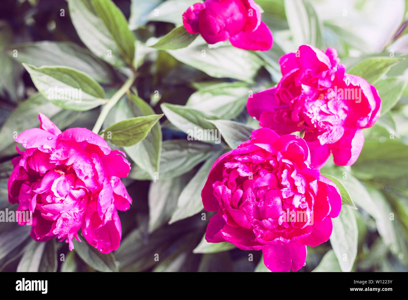 bush with flowers of pink peonies in the garden Stock Photo - Alamy