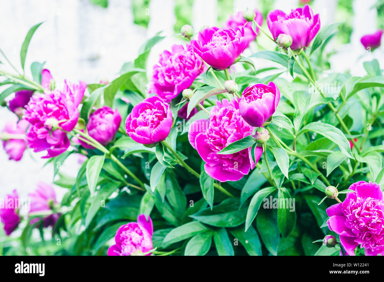 bush with flowers of pink peonies in the garden Stock Photo - Alamy