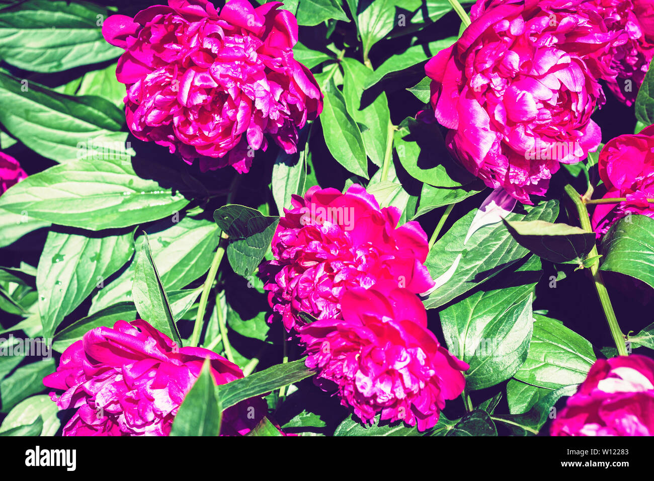 bush with flowers of pink peonies in the garden Stock Photo - Alamy