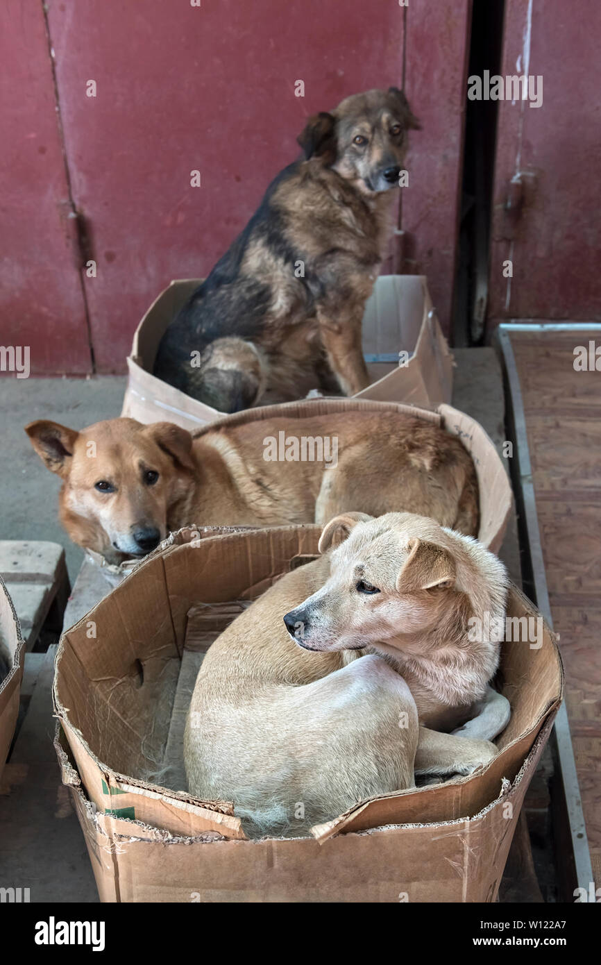 Is It Ok For Dogs To Eat Cardboard