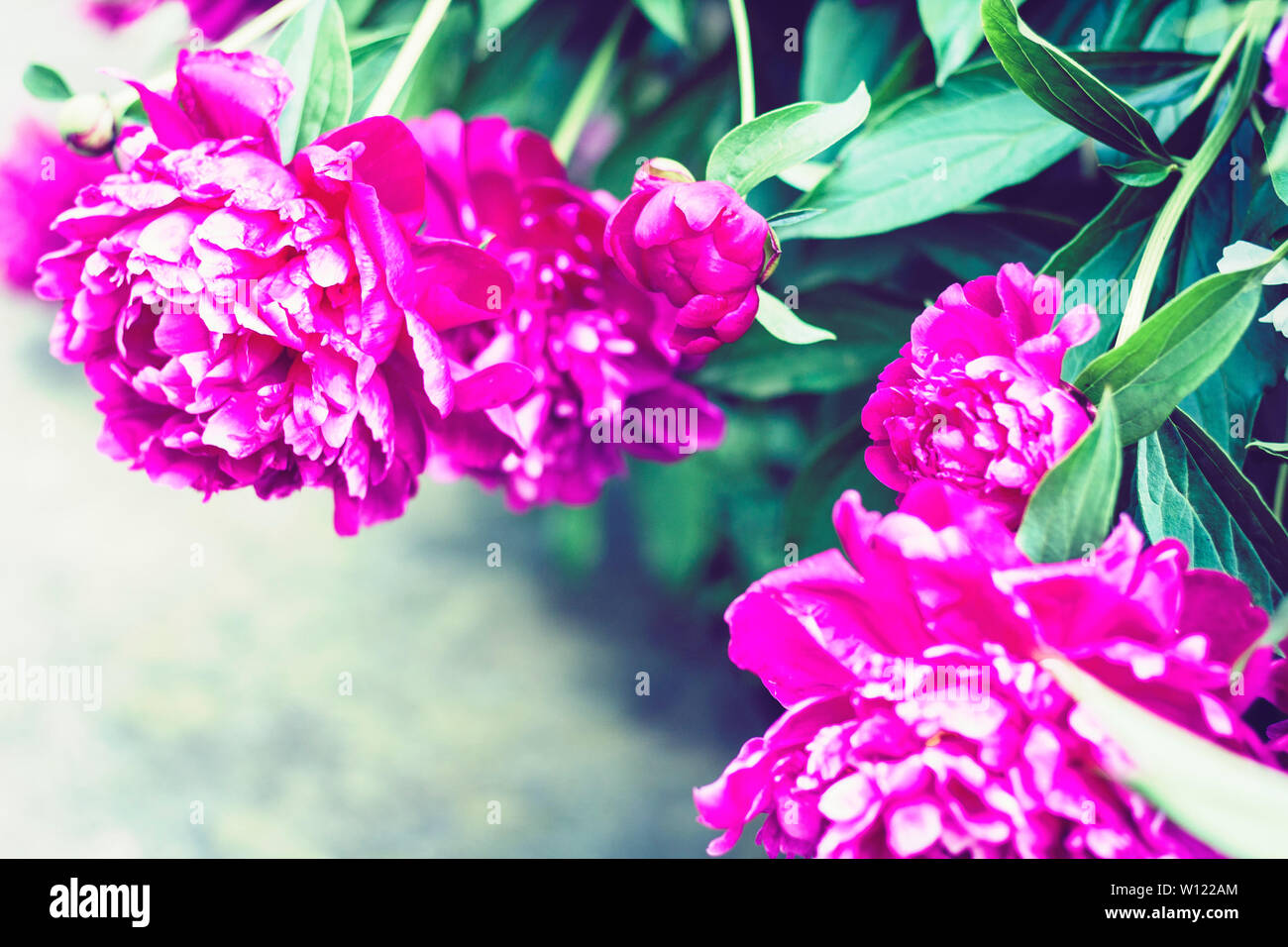 bush with flowers of pink peonies in the garden Stock Photo - Alamy