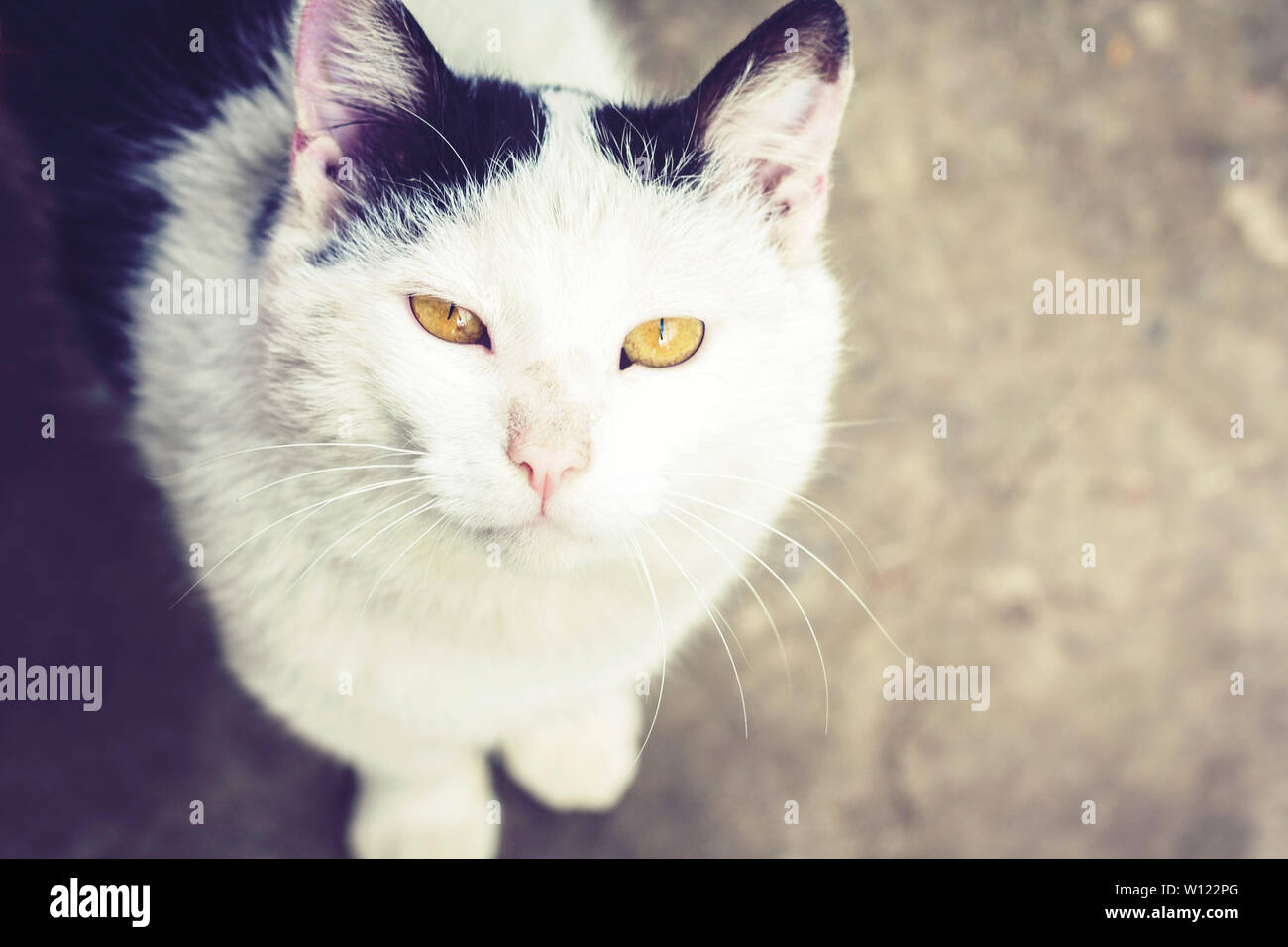 Black and white cat sitting on the sidewalk on the street Stock Photo ...