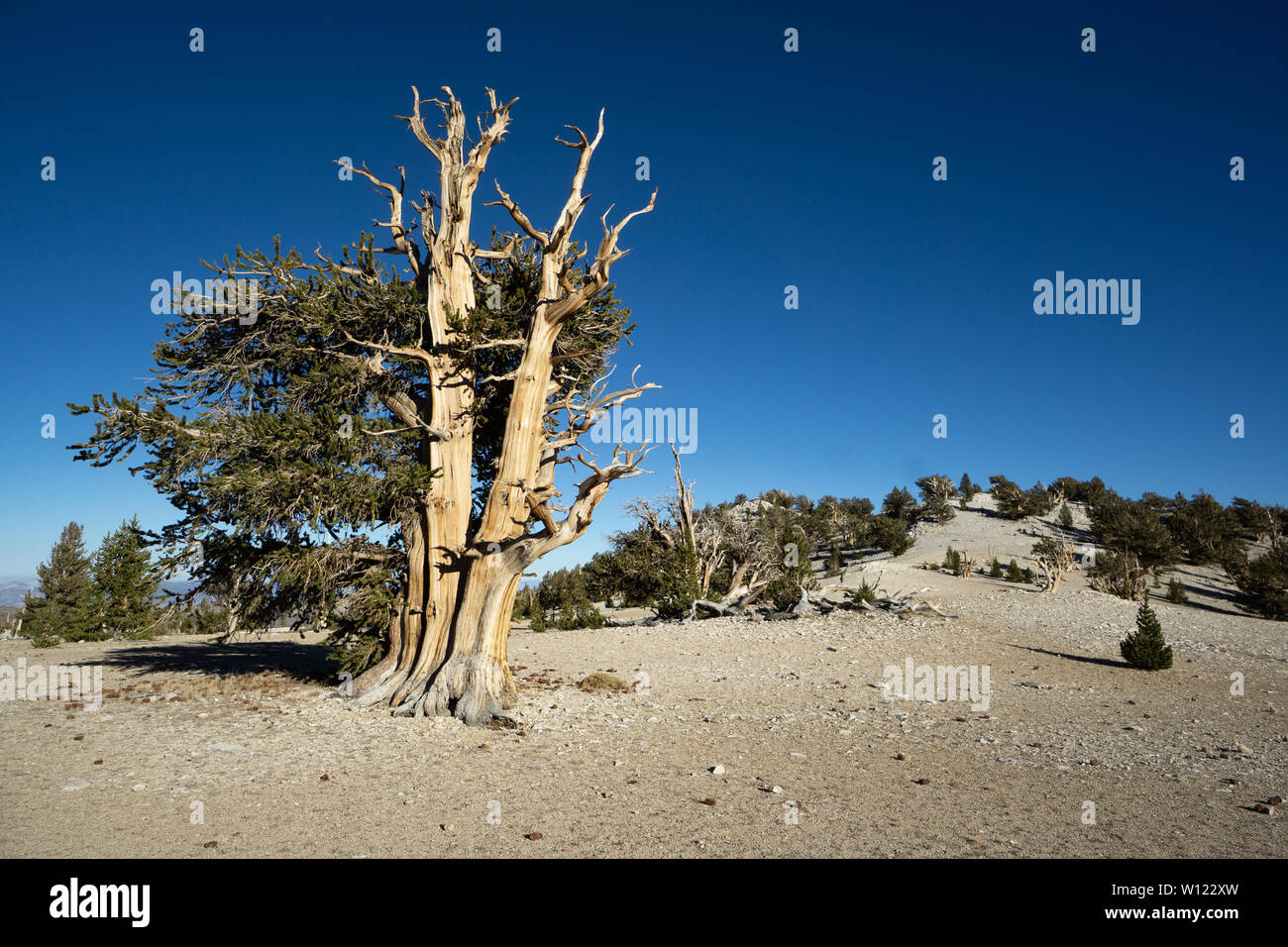 Ancient Bristlecone Pine tree in sub alpine zone of the White Mountains, California Stock Photo