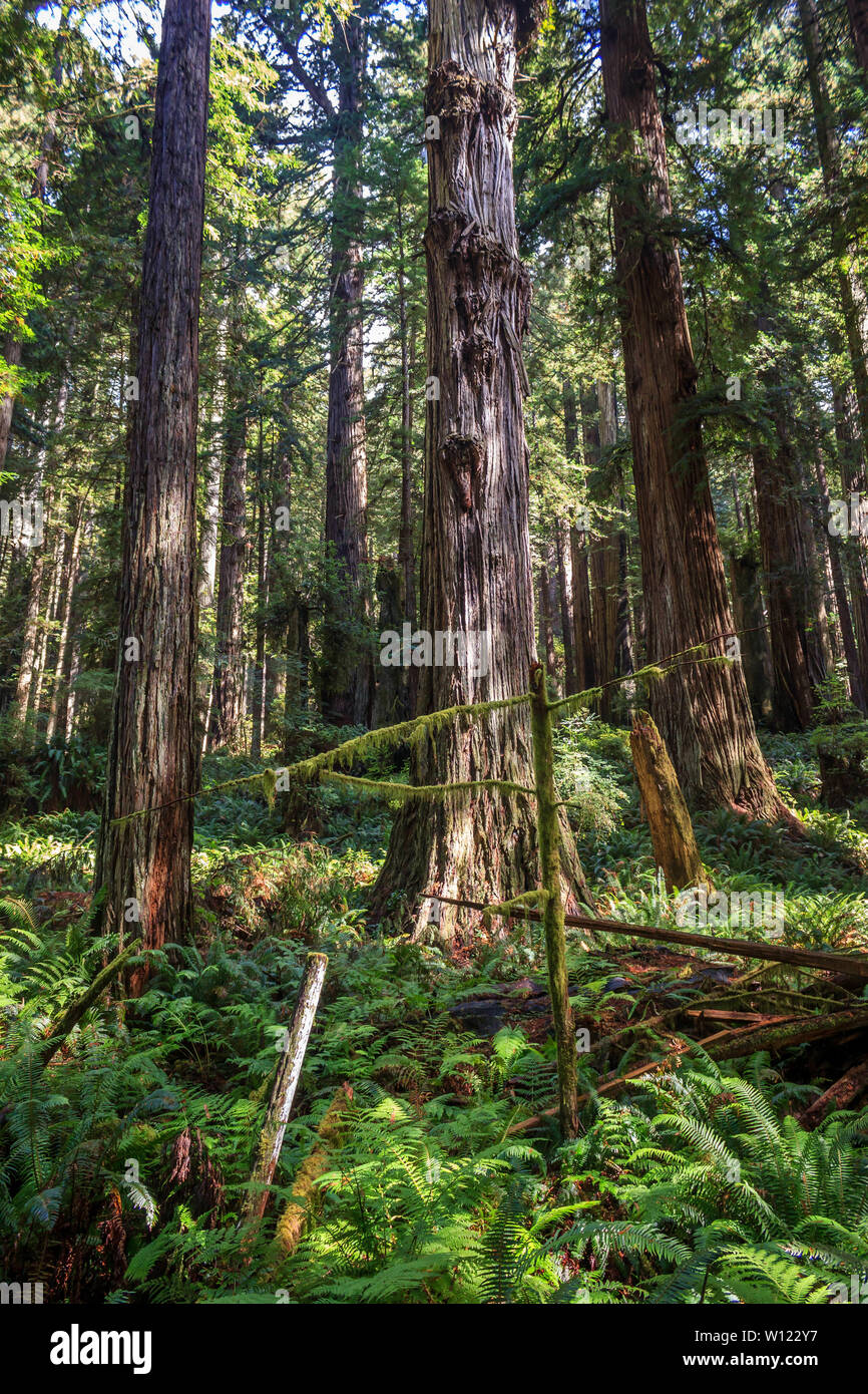 Redwoods light filters onto a lush grove in the Prairie Creek Redwoods State Park, California, USA Stock Photo