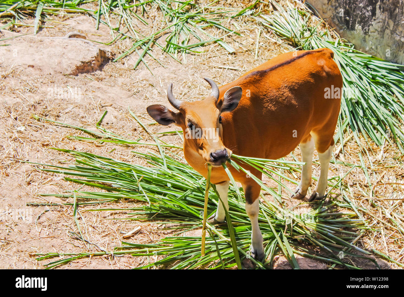 Banteng eating grass are a species of wild cattle have a distinctive character is a white band bottom in both males and female found in Southeast. Stock Photo