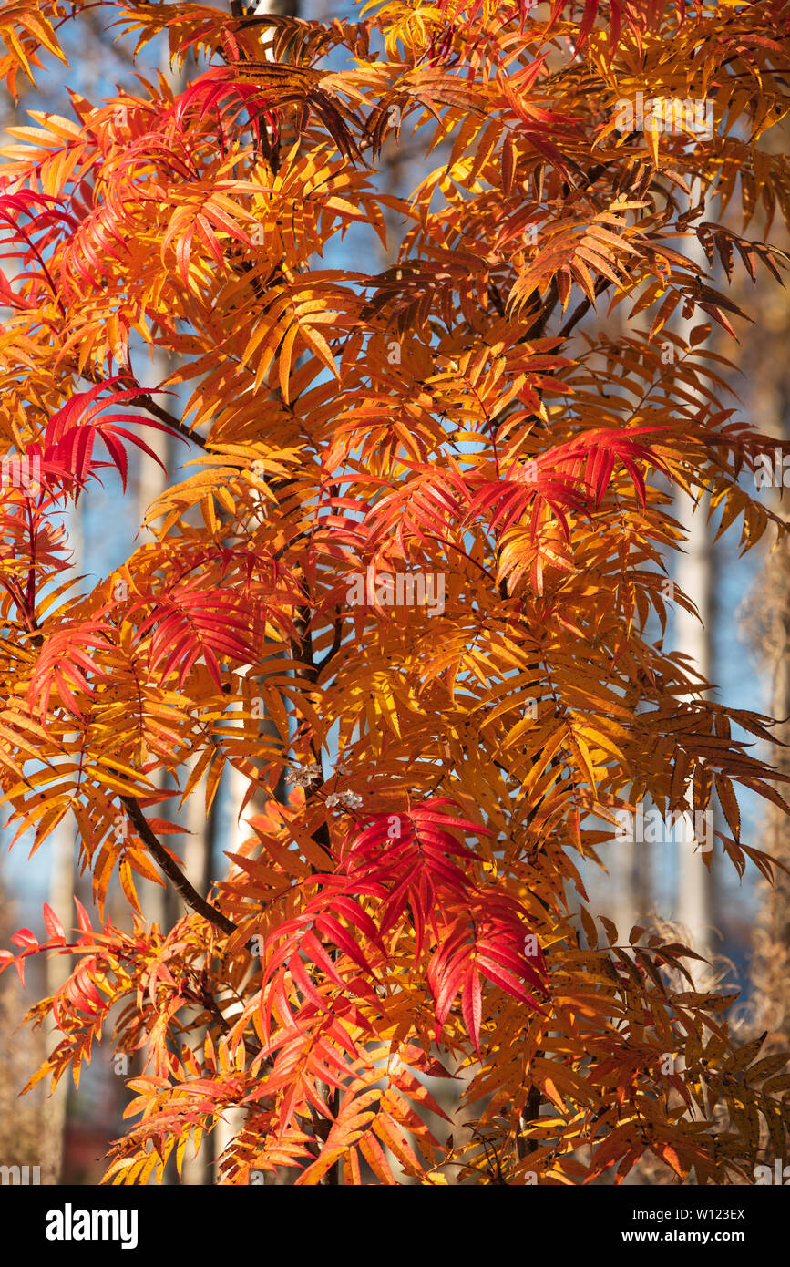Rowan tree (Sorbus ulleungensis) leaves in autumn colors Stock Photo