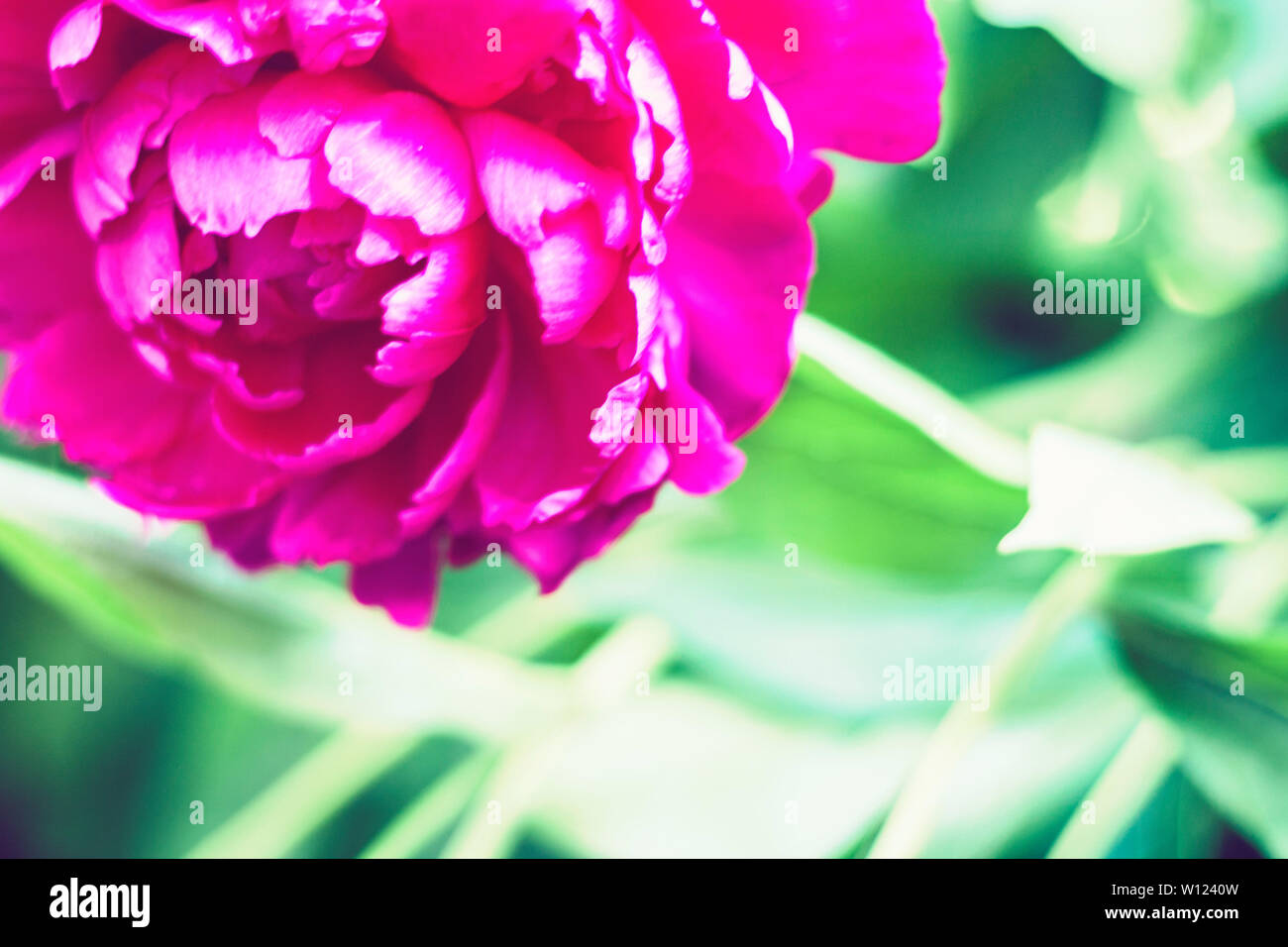 bush with flower of pink peony in the garden Stock Photo - Alamy