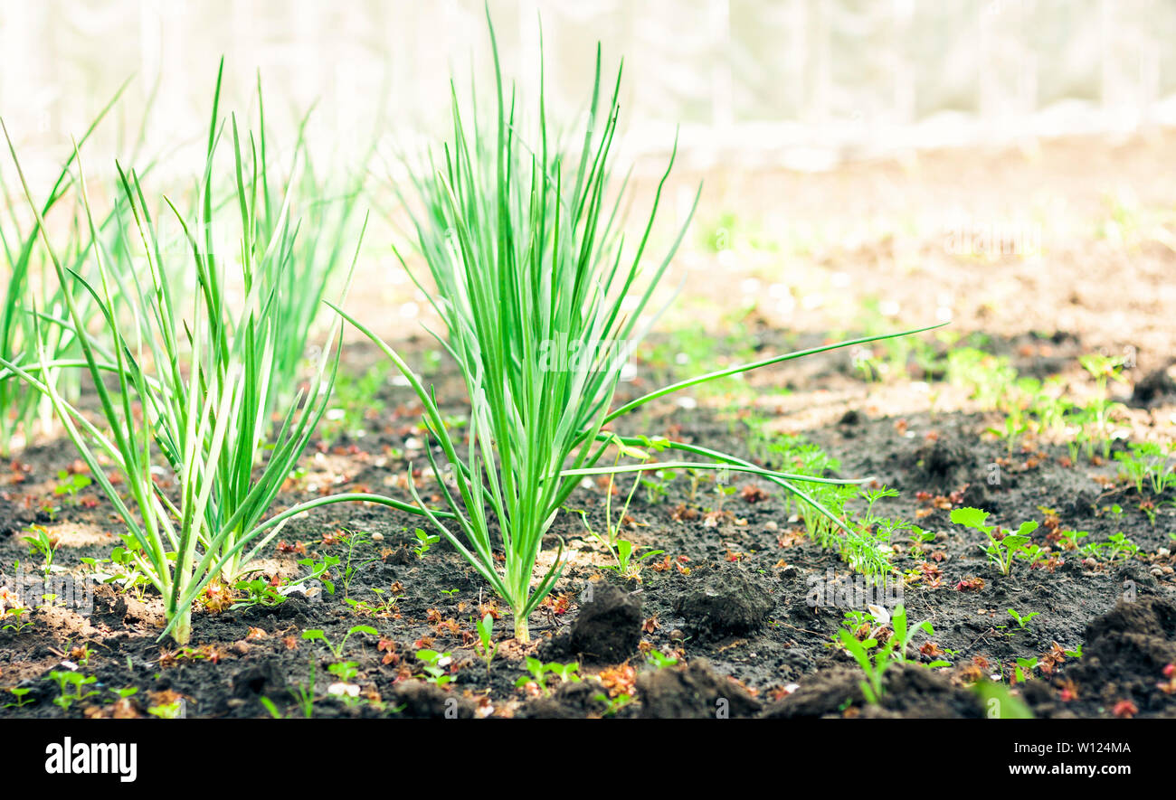 green onions growing in the garden Stock Photo - Alamy