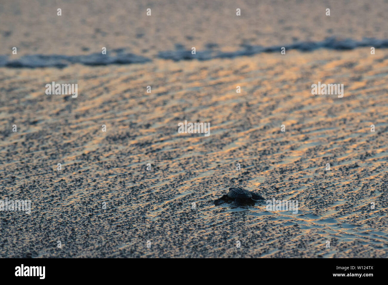 Turtles nesting site. Playa Mayto, Jalisco. Mexico Stock Photo
