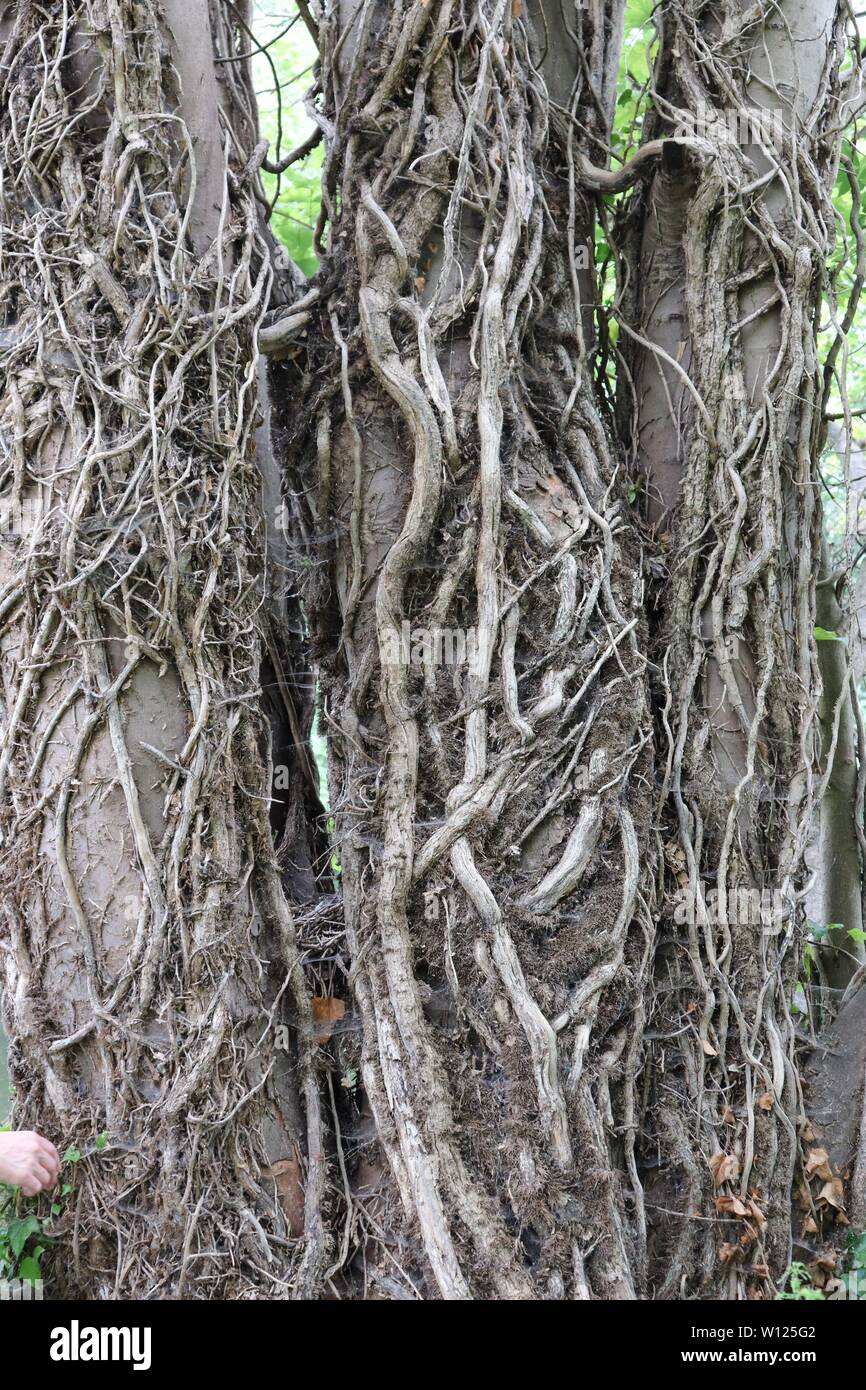 Tree Vines High Resolution Stock Photography And Images Alamy