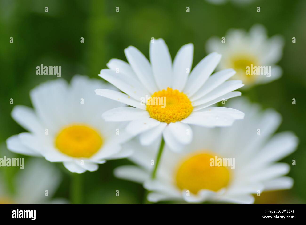 Macro details of white colored Daisy flowers in sunshine Stock Photo