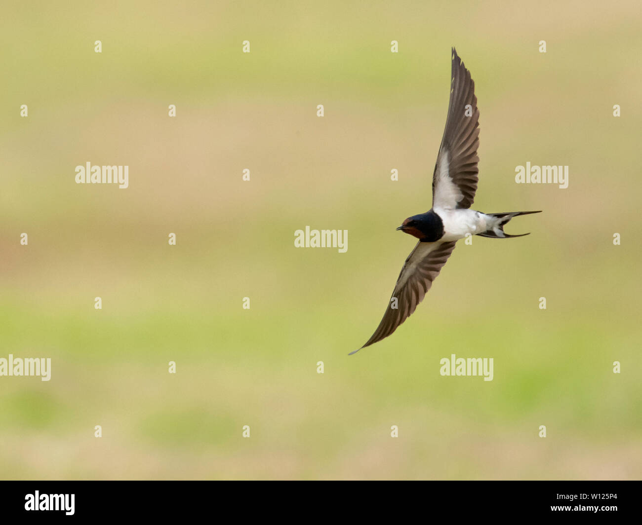 A Single Swallow (Hirundo rustica) flies low over field catching insects, Pembrokeshire, Wales Stock Photo