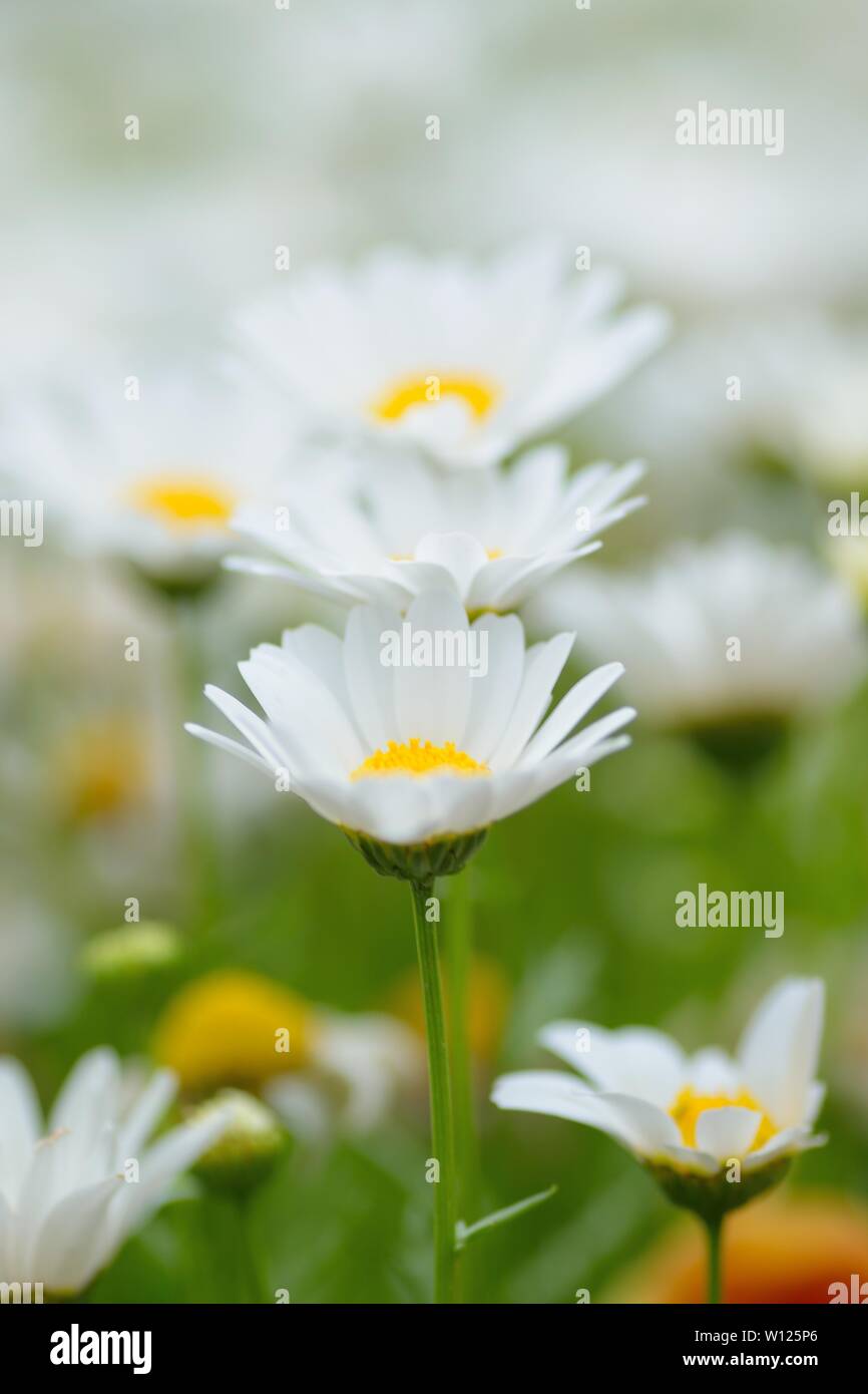 Macro details of white colored Daisy flowers in sunshine Stock Photo