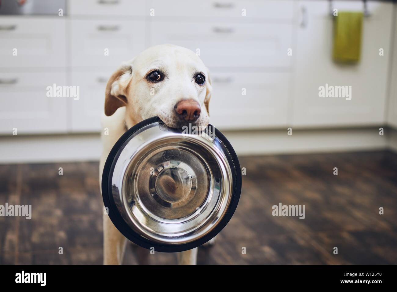 Hungry Puppy Dog Standing In His Food Bowl On A Kitchen Counter High-Res  Stock Photo - Getty Images
