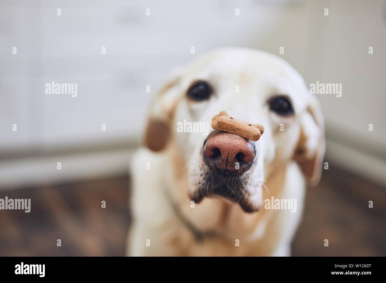 Labrador retriever balancing dog biscuit with bone shape on his nose