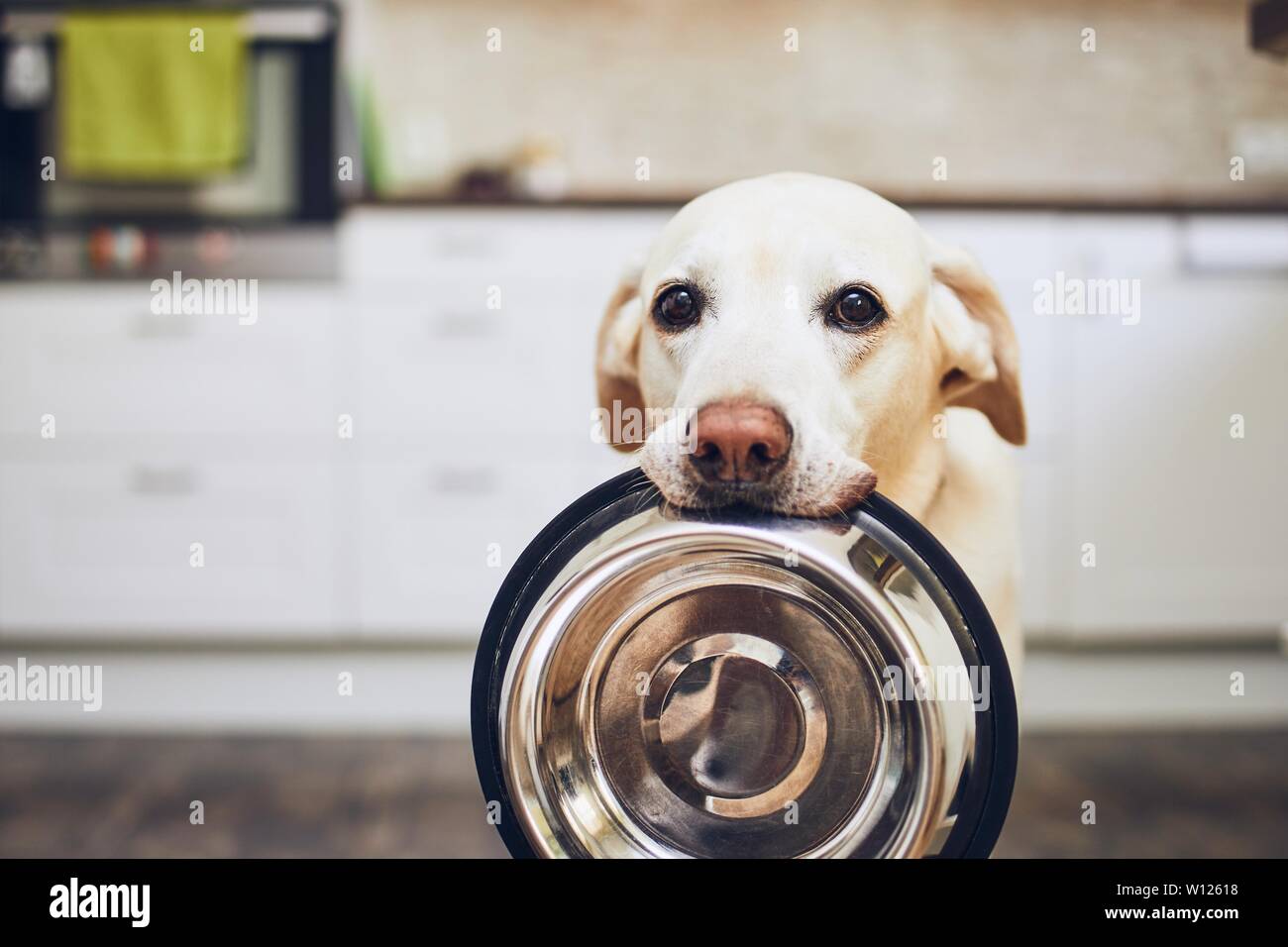 Hungry dog with sad eyes is waiting for feeding in home kitchen. Adorable yellow labrador retriever is holding dog bowl in his mouth Stock Photo Alamy