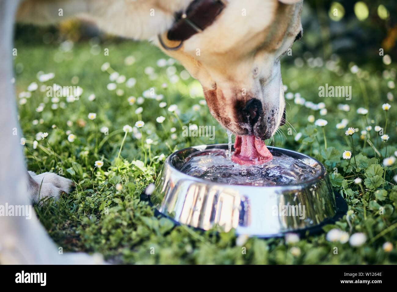 Thirsty dog in hot summer day. Labrador retriever drinking water from metal bowl. Stock Photo