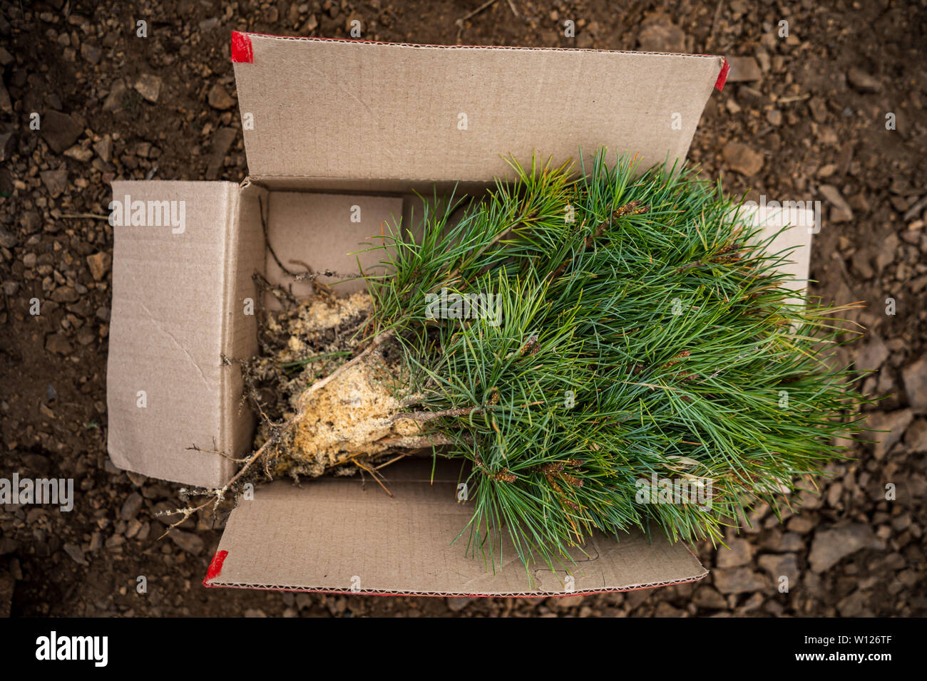 Hedge of thuja trees, close up. planting of cedar seedlings Stock Photo