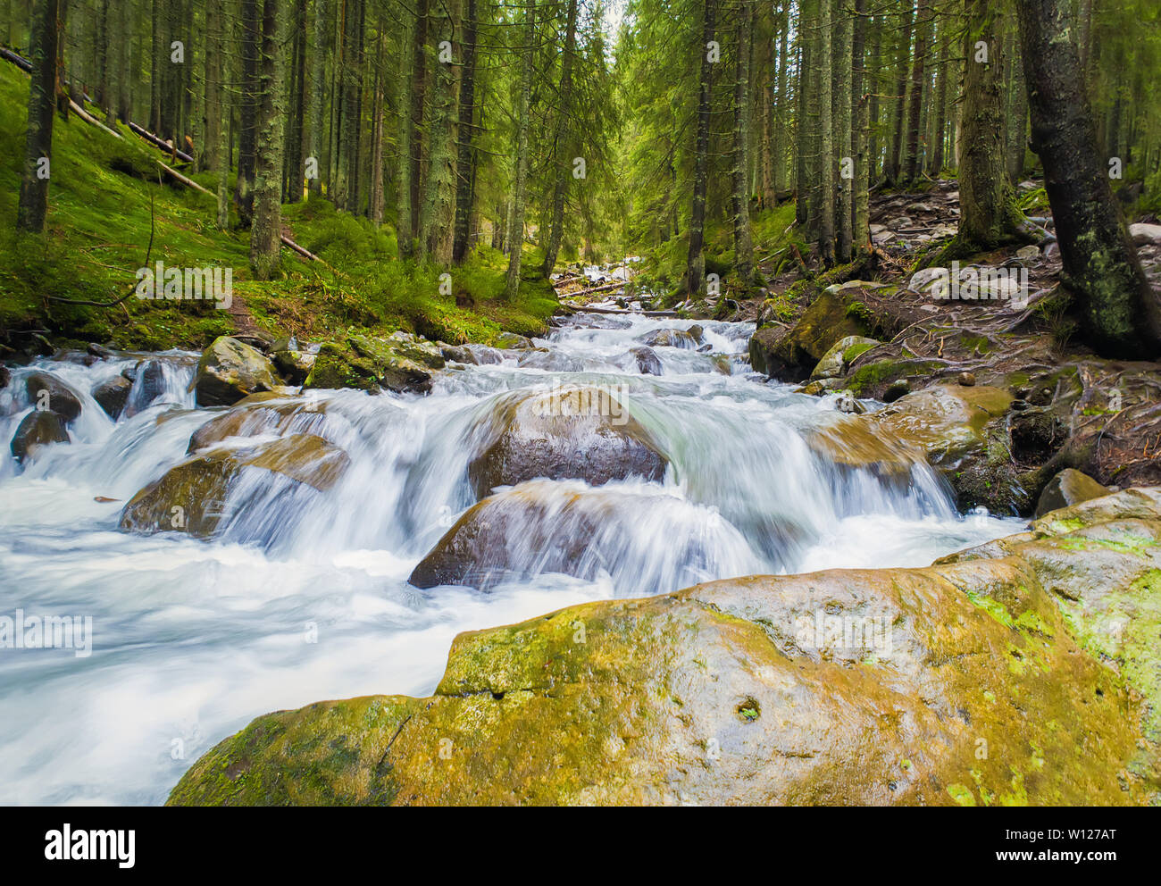 Prut river flowing through the coniferous forest on the hills of Carpathian Mountains, Hoverla National Park, Ukraine. Wild nature scene, fast water s Stock Photo