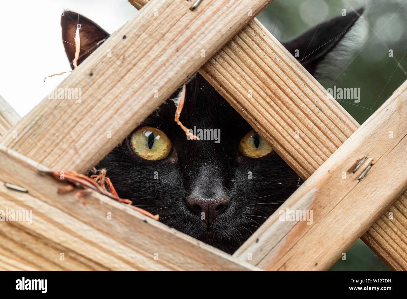 Black cat behind the wooden fence Stock Photo - Alamy