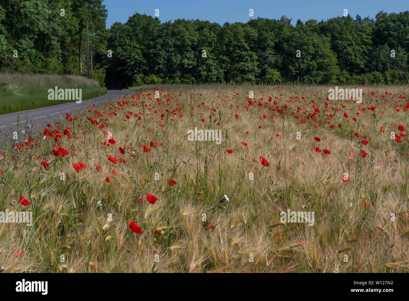 Wheat field with poppies Stock Photo Alamy
