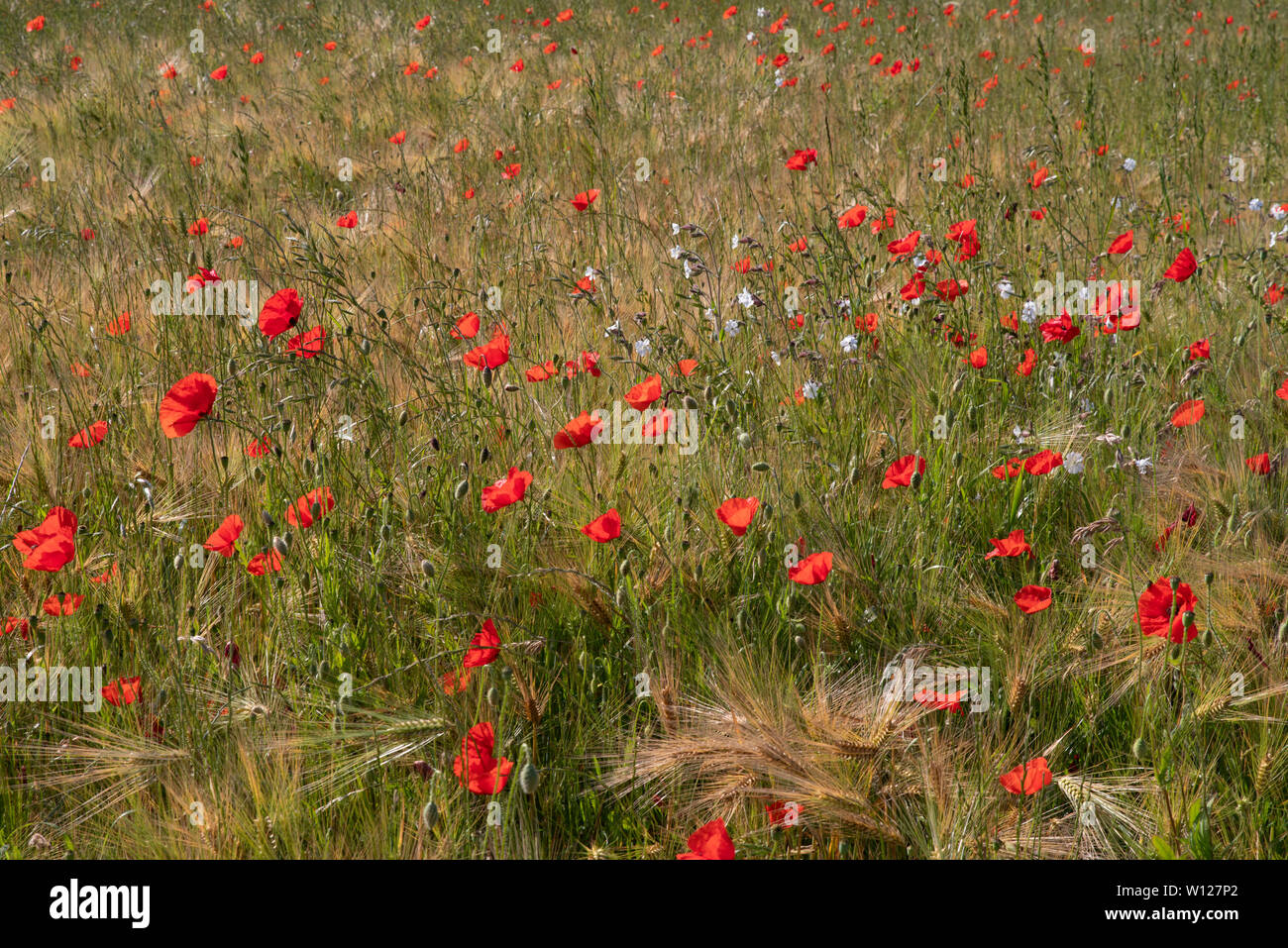 Wheat field with poppies Stock Photo Alamy