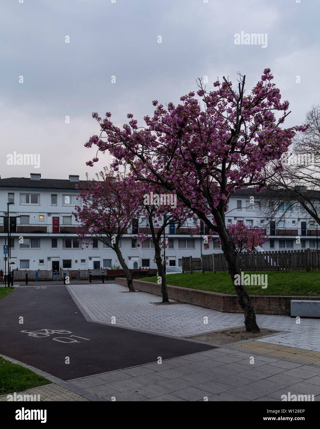 Saucer magnolia in spring Lewisham at London Stock Photo