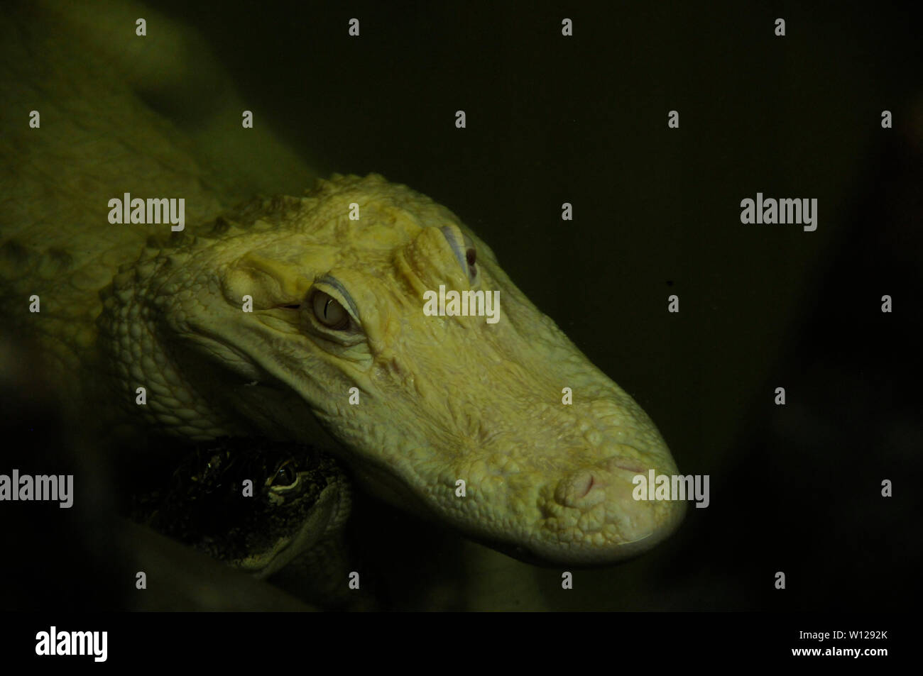 Albino Alligator near New Orleans, Louisiana Stock Photo
