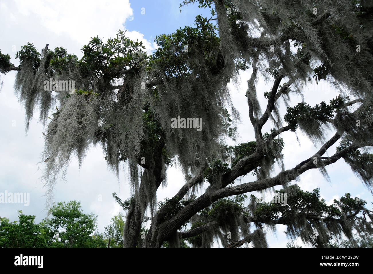 Spanish Moss hanging from a tree in a southern swamp Stock Photo Alamy