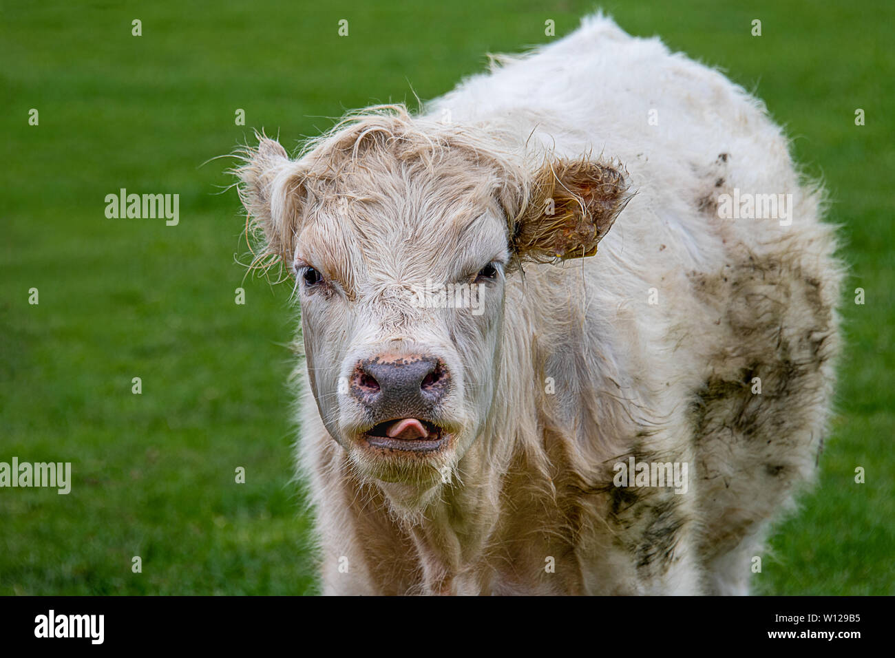 A close up head portrait of a young bullock facing the camera and putting his tongue out Stock Photo
