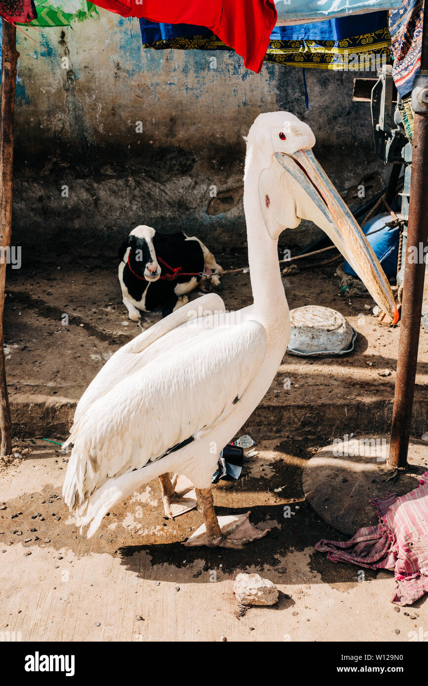 Village Pelican in Senegal Stock Photo