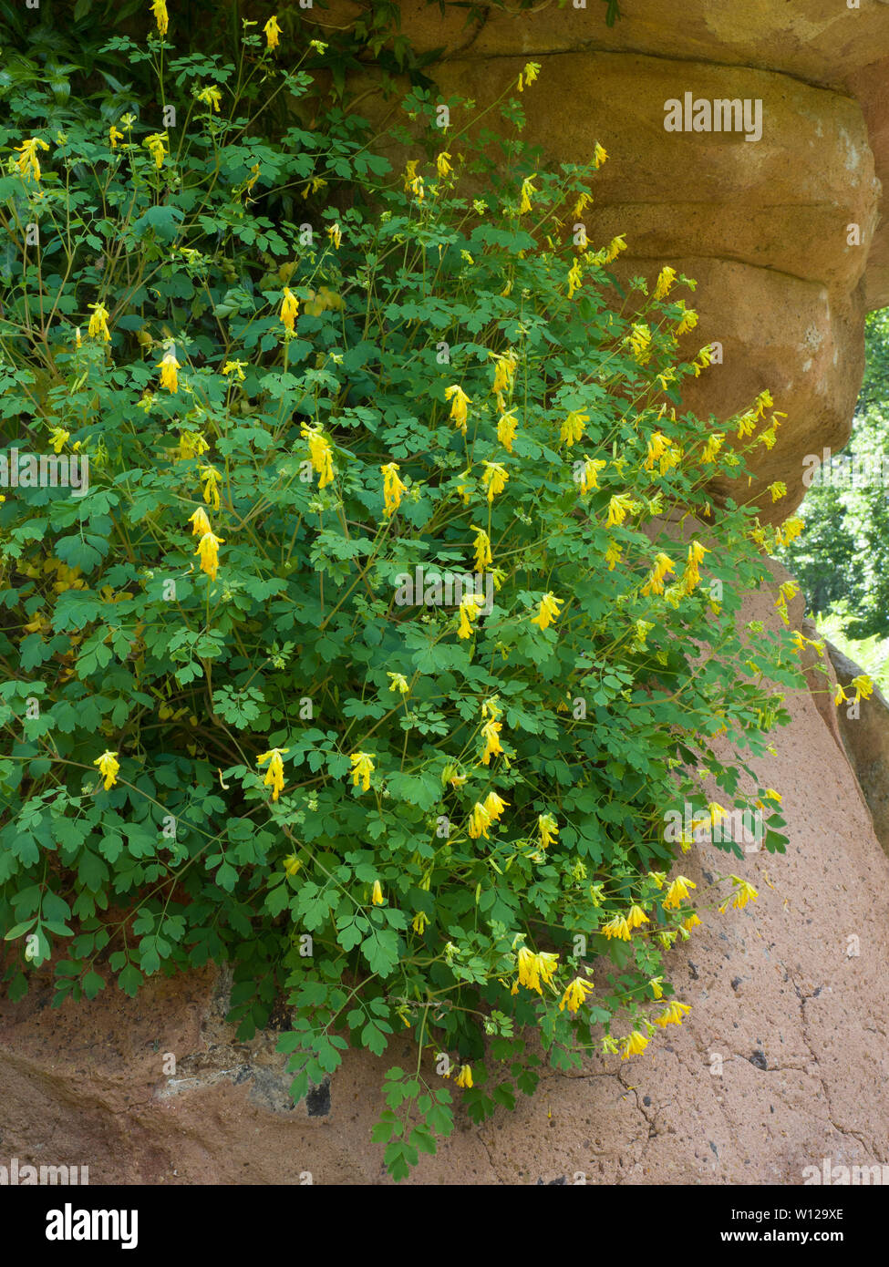 Yellow Corydalis,Corydalis lutea, growing on rock, Worcestershire, UK Stock Photo